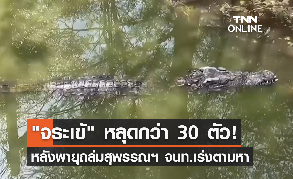 พายุกระหน่ำสุพรรณบุรี! ซัดกำแพงพังทำ "จระเข้" หลุดไปกว่า 30 ตัว