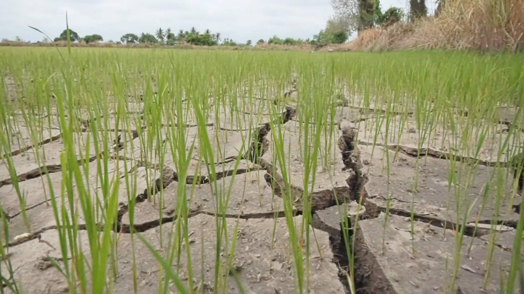 เร่งแก้วิกฤตแล้ง! น้ำยมแห้งขอด ไร่นาเสียหายแสนไร่ เร่งแก้วิกฤตแล้ง! น้ำยมแห้งขอด ไร่นาเสียหายแสนไร่