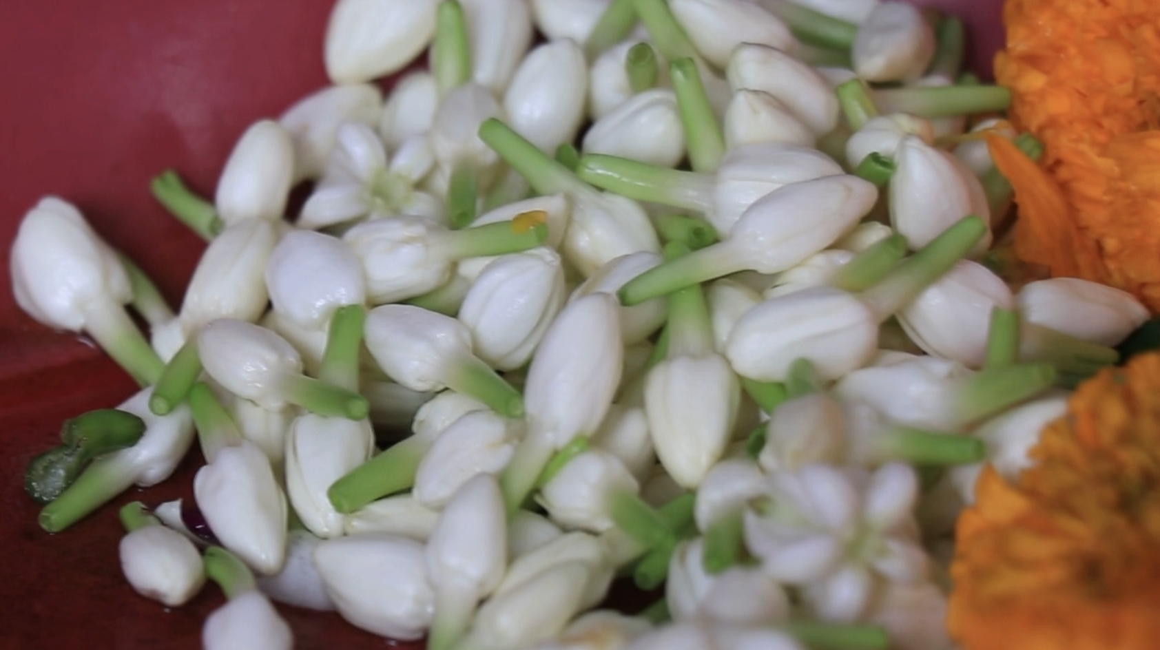 “ดอกมะลิ” ปรับราคาขึ้น!คาดวันแม่พุ่งกก.ละ 1,500 บาท “ดอกมะลิ” ปรับราคาขึ้น!คาดวันแม่พุ่งกก.ละ 1,500 บาท