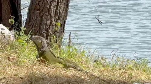 “เอเลียน สปีชีส์” สายพันธุ์อันตรายจากต่างแดน “เอเลียน สปีชีส์” สายพันธุ์อันตรายจากต่างแดน