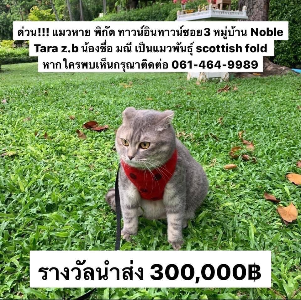 ประกาศตามหาแมว มณี หายออกจากบ้าน ใครเจอน้องส่งคืนให้ 3 แสนบาท