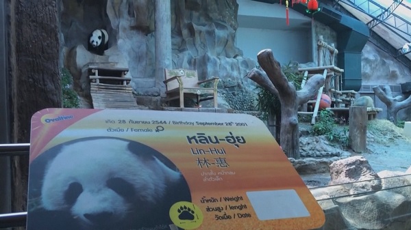 สวนสัตว์เชียงใหม่แถลงสาเหตุการตาย “หลินฮุ่ย”   (มีคลิป)