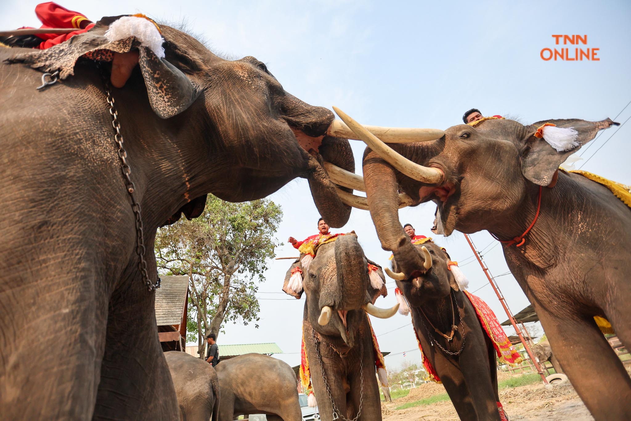 “วันช้างไทย” แลเพนียด ทำบุญ-เลี้ยงอาหารช้าง เพื่อเป็นสิริมงคล “วันช้างไทย” แลเพนียด ทำบุญ-เลี้ยงอาหารช้าง เพื่อเป็นสิริมงคล
