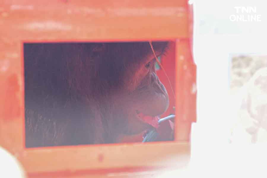 3 อุรังอุตังกลับบ้าน ไทยส่งมอบอุรังอุตังคืนอินโดนีเซีย