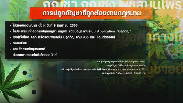 9 มิ.ย. ปลดล็อกกัญชาวันแรก “สรยุทธ-ไบรท์-แทค-โจอี้บอย-มาลีฮวนน่า” ตื่นตัว   (มีคลิป)