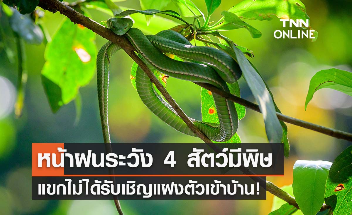 เตือน! หน้าฝนระวังแขกไม่ได้รับเชิญ 4 สัตว์มีพิษแฝงตัวเข้าบ้าน