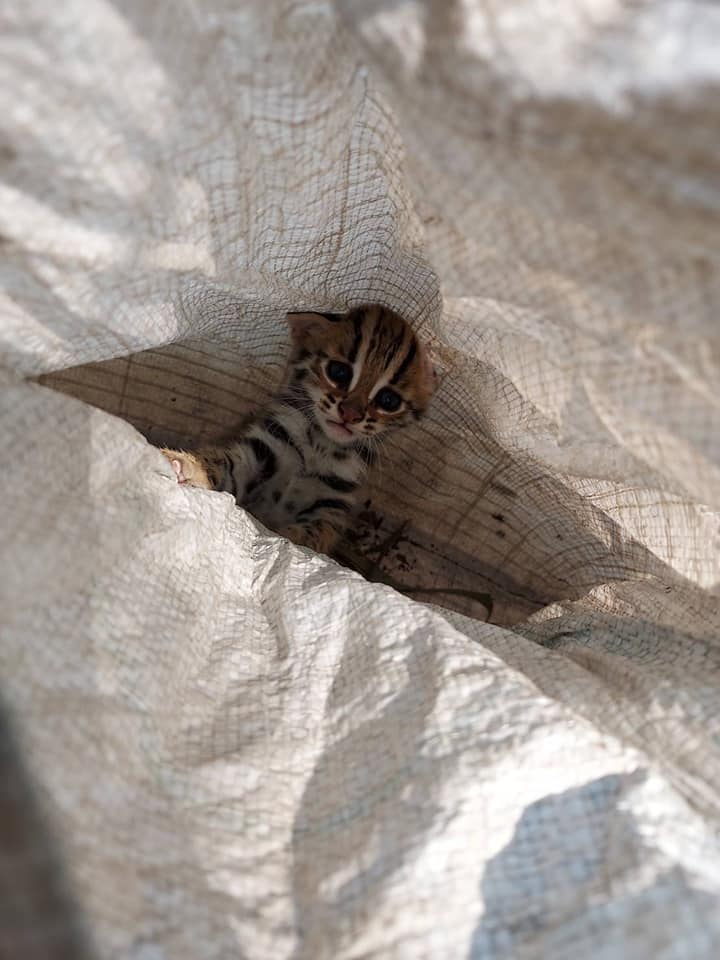 น่าสงสาร! พบลูกแมวดาว พลัดหลงกับแม่ ขณะหนีไฟป่า น่าสงสาร! พบลูกแมวดาว พลัดหลงกับแม่ ขณะหนีไฟป่า