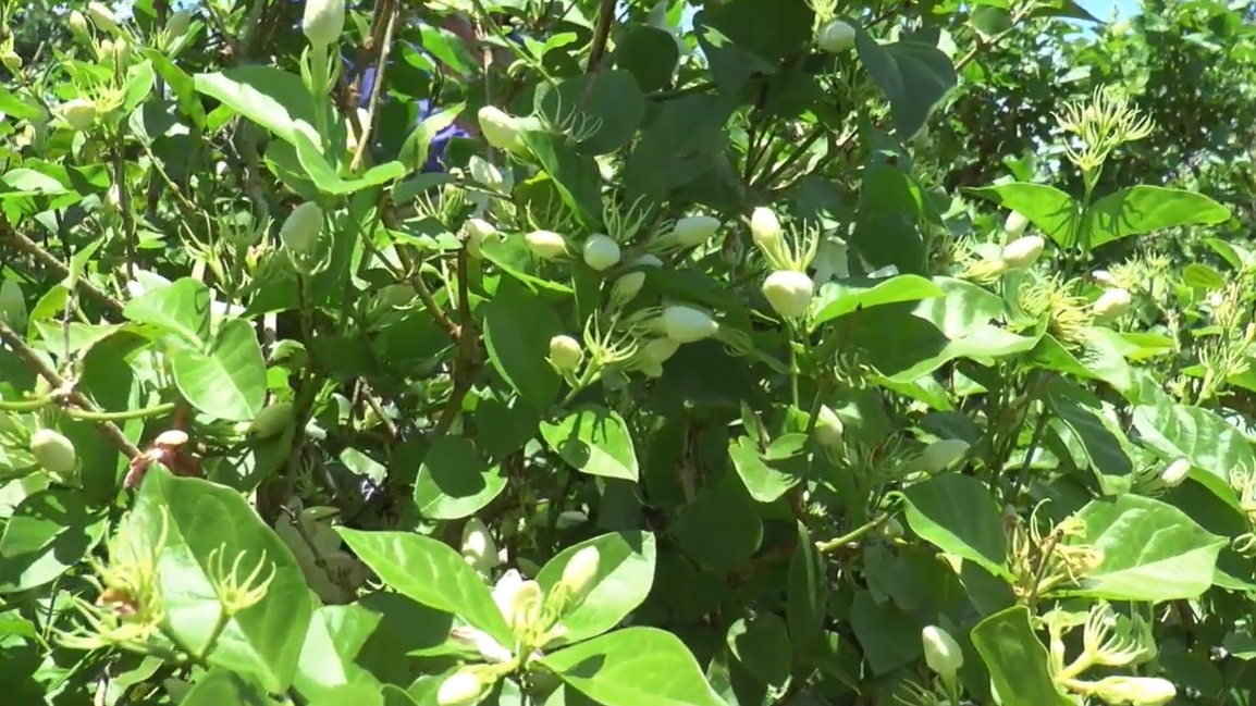 วันแม่แห่งชาติ 2566 ทำไม ดอกมะลิ ถึงเป็นสัญลักษณ์ของวันแม่