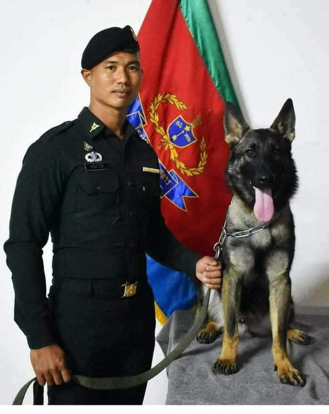 ยกย่อง ‘เจ้าโลฮาน’ สุนัขทหารรับกระสุนผู้ก่อการร้าย 3จว.ใต้บาดเจ็บ