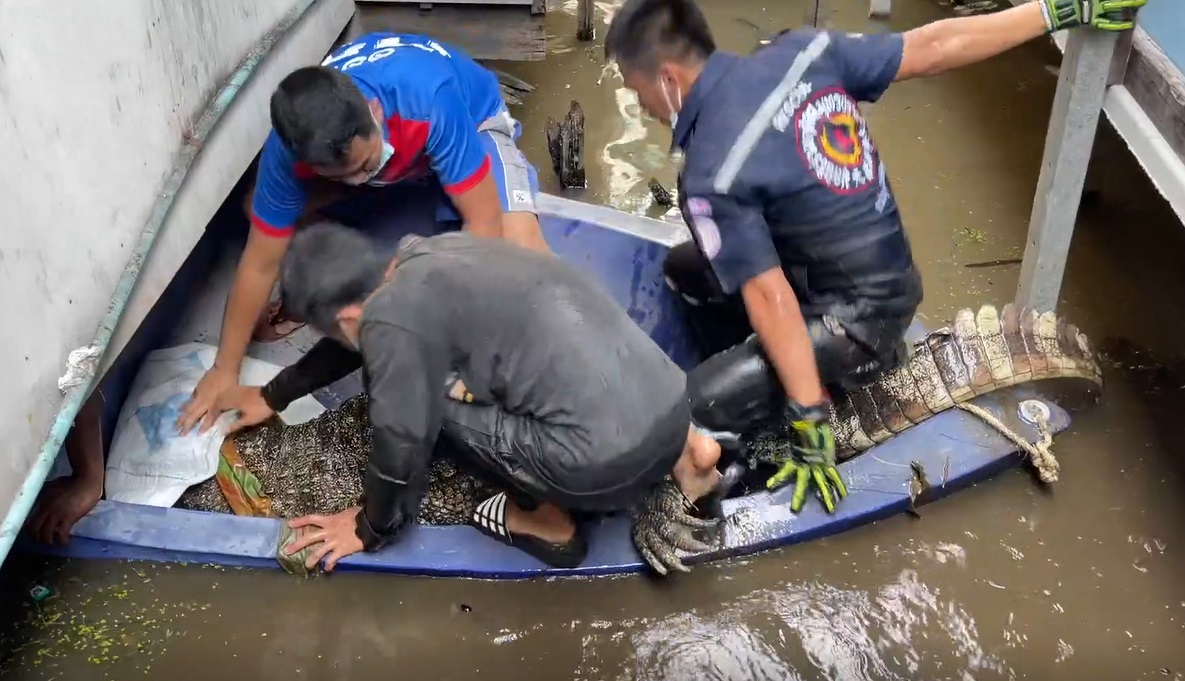 จับ จระเข้ กว่า 2 เมตร กลางชุมชนที่สมุทรปราการ จับ จระเข้ กว่า 2 เมตร กลางชุมชนที่สมุทรปราการ