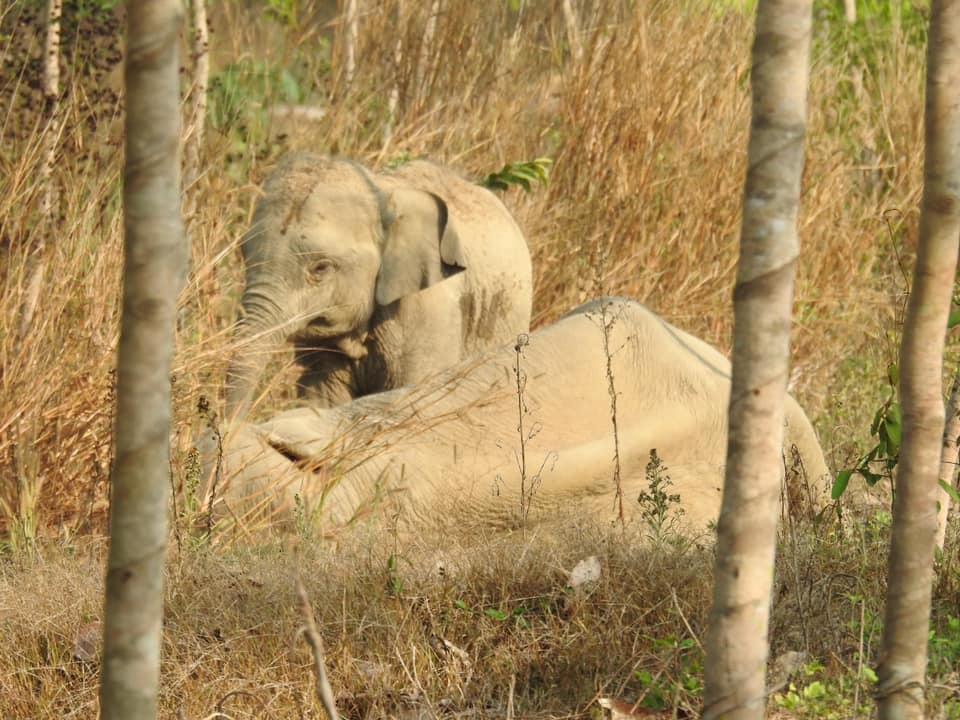 เอ็นดู! ช้างน้อยเฝ้าแม่ล้มป่วยกลางสวนยาง วิ่งใส่จนท.หวังปกป้องแม่ เอ็นดู! ช้างน้อยเฝ้าแม่ล้มป่วยกลางสวนยาง วิ่งใส่จนท.หวังปกป้องแม่