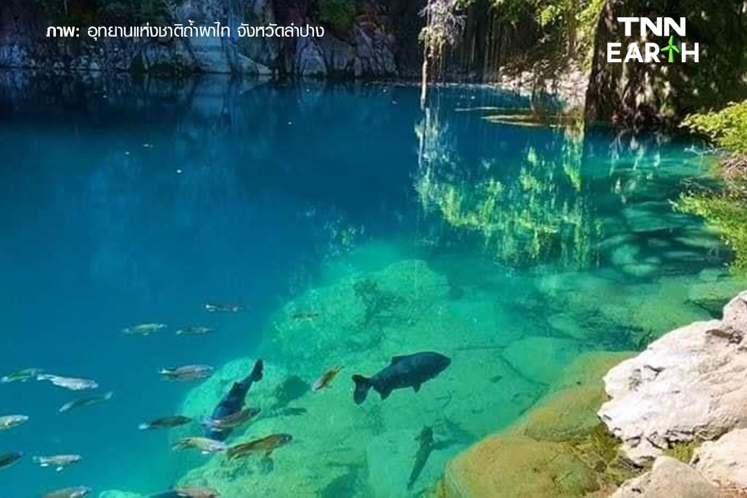 “หล่มภูเขียว” สถานที่ท่องเที่ยวลำปาง กับบ่อน้ำมหัศจรรย์กลางป่าใหญ่ “หล่มภูเขียว” สถานที่ท่องเที่ยวลำปาง กับบ่อน้ำมหัศจรรย์กลางป่าใหญ่