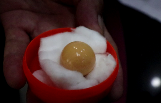 กุ๊กหนุ่มใหญ่เฮ!ซื้อ หอยกระโจงโดง เจอ ‘มุกเมโล’ หนัก 91 กะรัต กุ๊กหนุ่มใหญ่เฮ!ซื้อ หอยกระโจงโดง เจอ ‘มุกเมโล’ หนัก 91 กะรัต