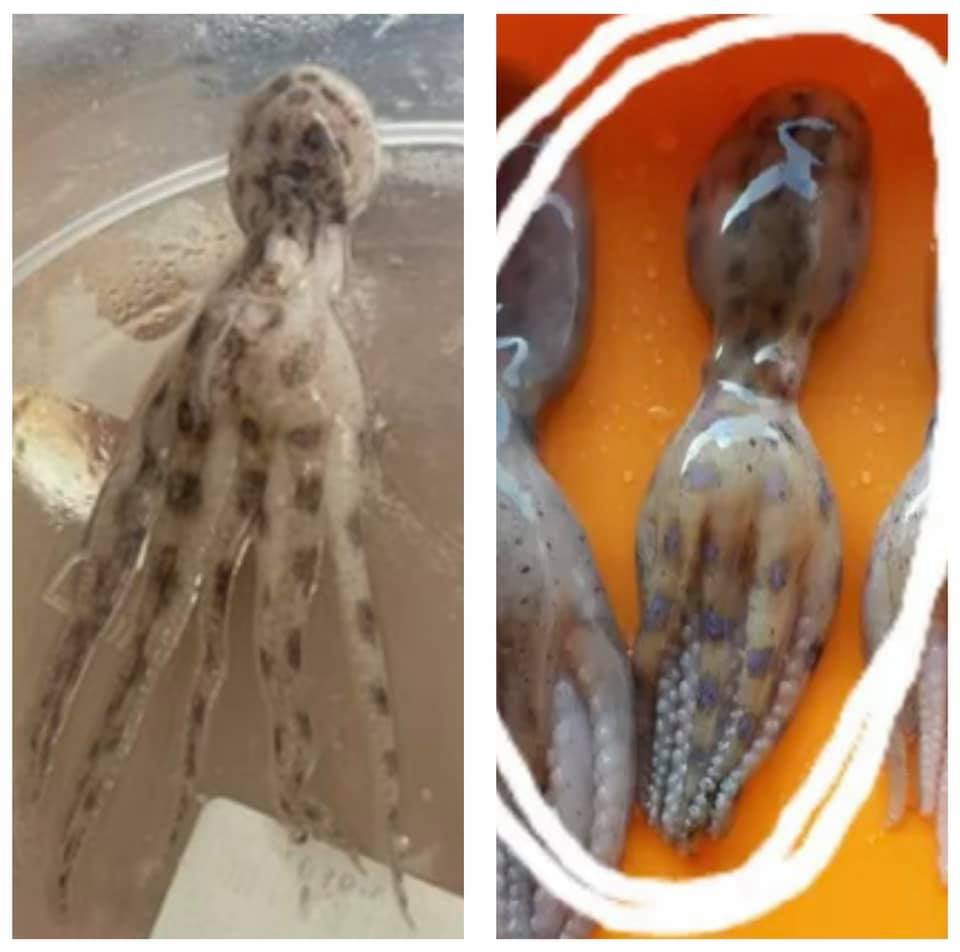 ร้านหมูกระทะดังโพสต์ขอโทษลูกค้าหลัง “หมึกบลูริง” โผล่บุพเฟ่ต์ ร้านหมูกระทะดังโพสต์ขอโทษลูกค้าหลัง “หมึกบลูริง” โผล่บุพเฟ่ต์