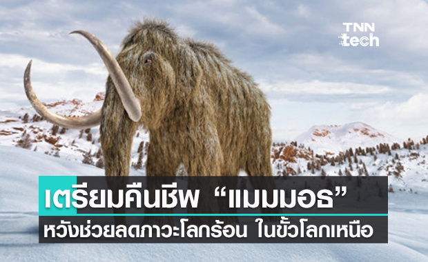 นักวิทยาศาสตร์ เตรียมคืนชีพ "แมมมอธ" หวังช่วยลดโลกร้อนในแถบขั้วโลกเหนือ