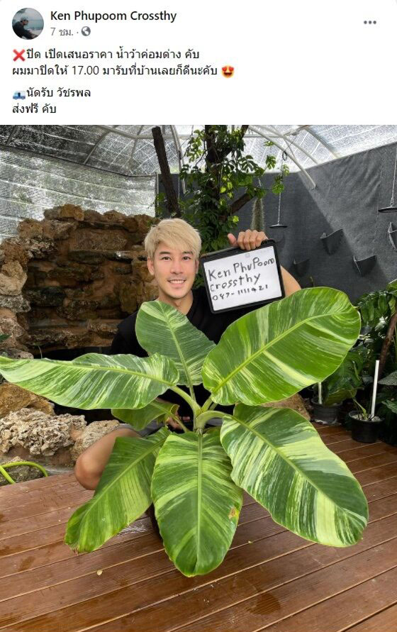 ราคาสูงลิ่ว เคน ภูภูมิ เปิดประมูลกล้วยด่าง ไม่กี่ชั่วโมงปิดที่ 120,000 !! ราคาสูงลิ่ว เคน ภูภูมิ เปิดประมูลกล้วยด่าง ไม่กี่ชั่วโมงปิดที่ 120,000 !!