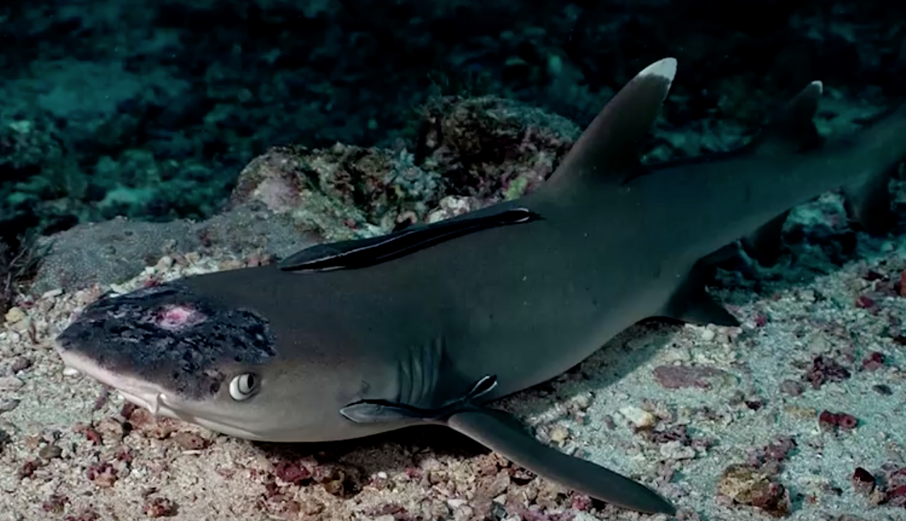 พบฉลามในมาเลเซียป่วยโรคผิวหนังลึกลับยังหาสาเหตุไม่ได้