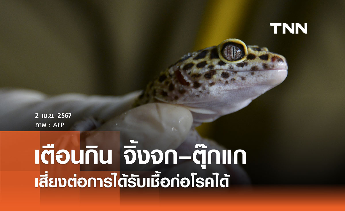 กรมอนามัย เตือนกิน จิ้งจก-ตุ๊กแก ระวังเสี่ยงต่อการได้รับเชื้อก่อโรคได้