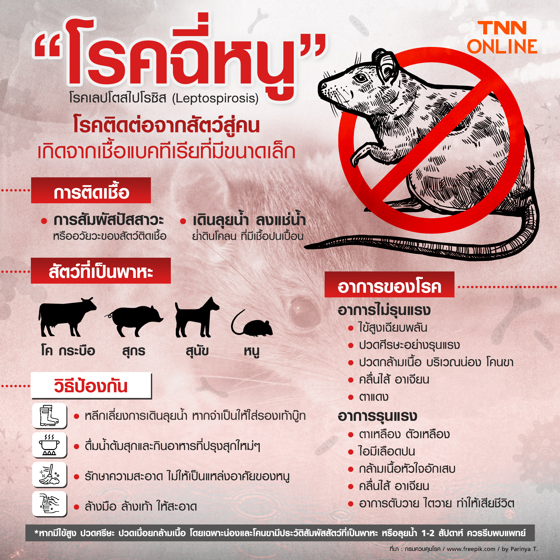 เตือน! ช่วงฝนตกต่อเนื่อง-น้ำท่วมระวังป่วย โรคฉี่หนู