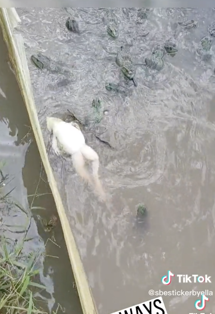 อ.จุฬาฯไขปริศนาคลิปตลก “กบว่ายท่ากรรเชียง” ถ้ารู้ความจริงอาจขำไม่ออก