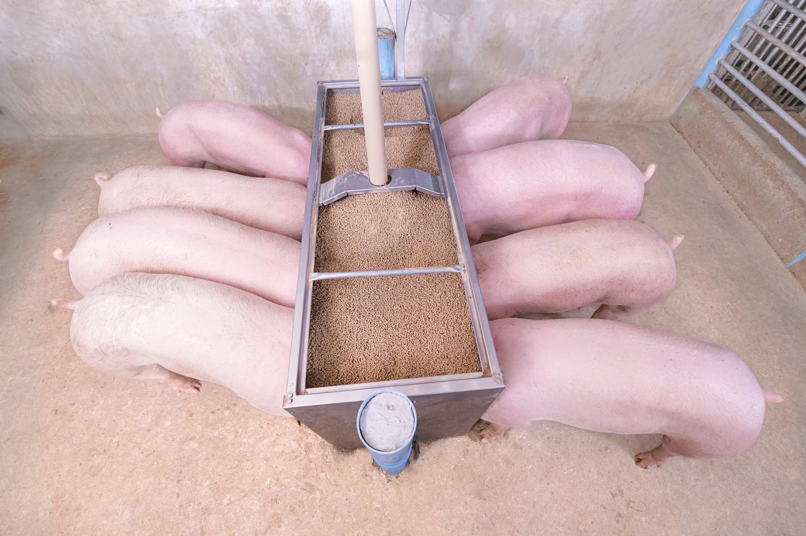 CPF ยึดหลักสุขภาพหนึ่งเดียว (One Health) มุ่งเน้นสวัสดิภาพสัตว์ สร้างอาหารปลอดภัยตั้งแต่ฟาร์มสู่จาน CPF ยึดหลักสุขภาพหนึ่งเดียว (One Health) มุ่งเน้นสวัสดิภาพสัตว์ สร้างอาหารปลอดภัยตั้งแต่ฟาร์มสู่จาน