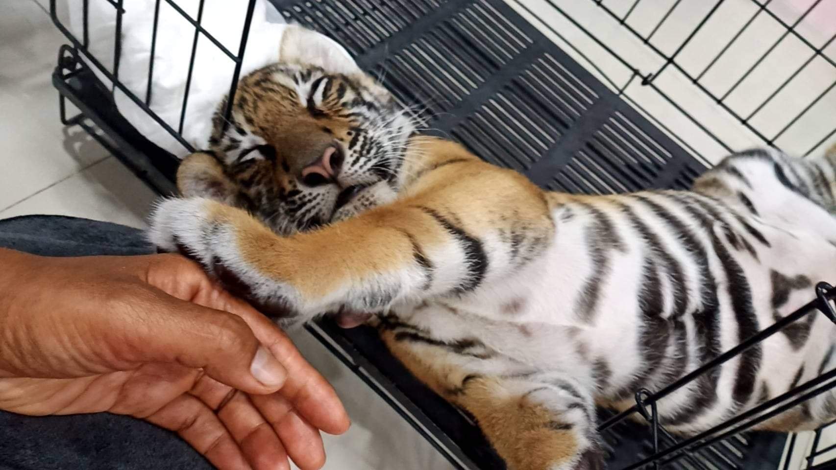 เผยภาพล่าสุด “น้องขวัญ” ขอหลับดีกว่าหลังถูกคุณหมอจิ้มก้น