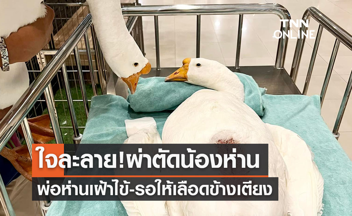 ชาวเน็ตใจละลาย! น้องห่านผ่าตัดมีพ่อห่านคอยเฝ้าไข้-รอให้เลือด