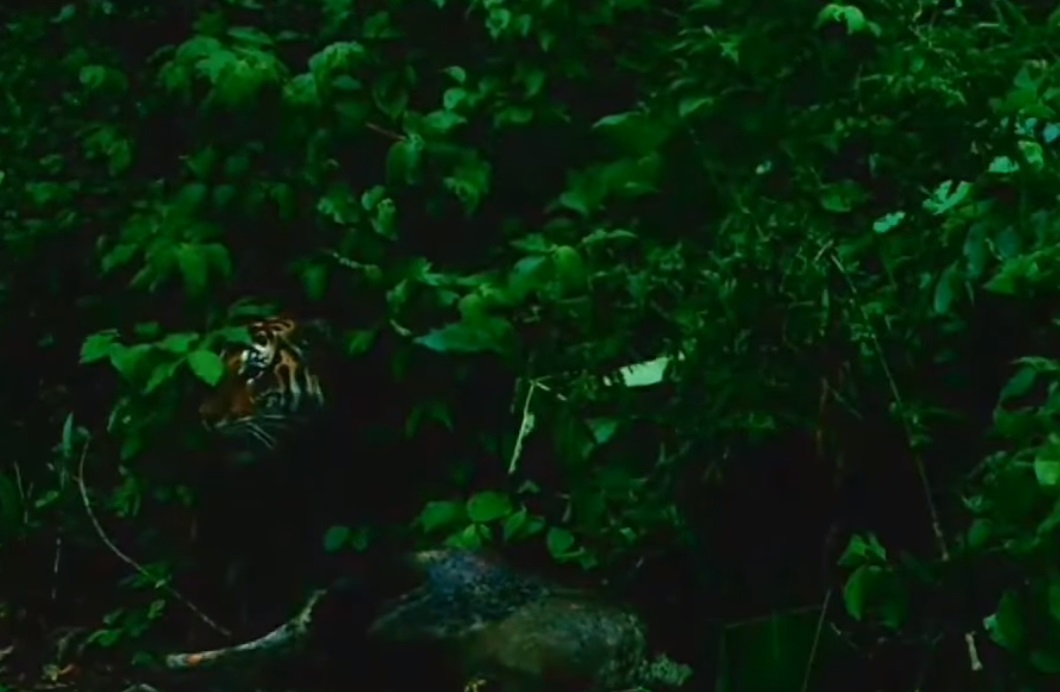 หาดูยาก! เปิดคลิป เสือโคร่ง ที่อุทยานฯแม่วงก์ หาดูยาก! เปิดคลิป เสือโคร่ง ที่อุทยานฯแม่วงก์