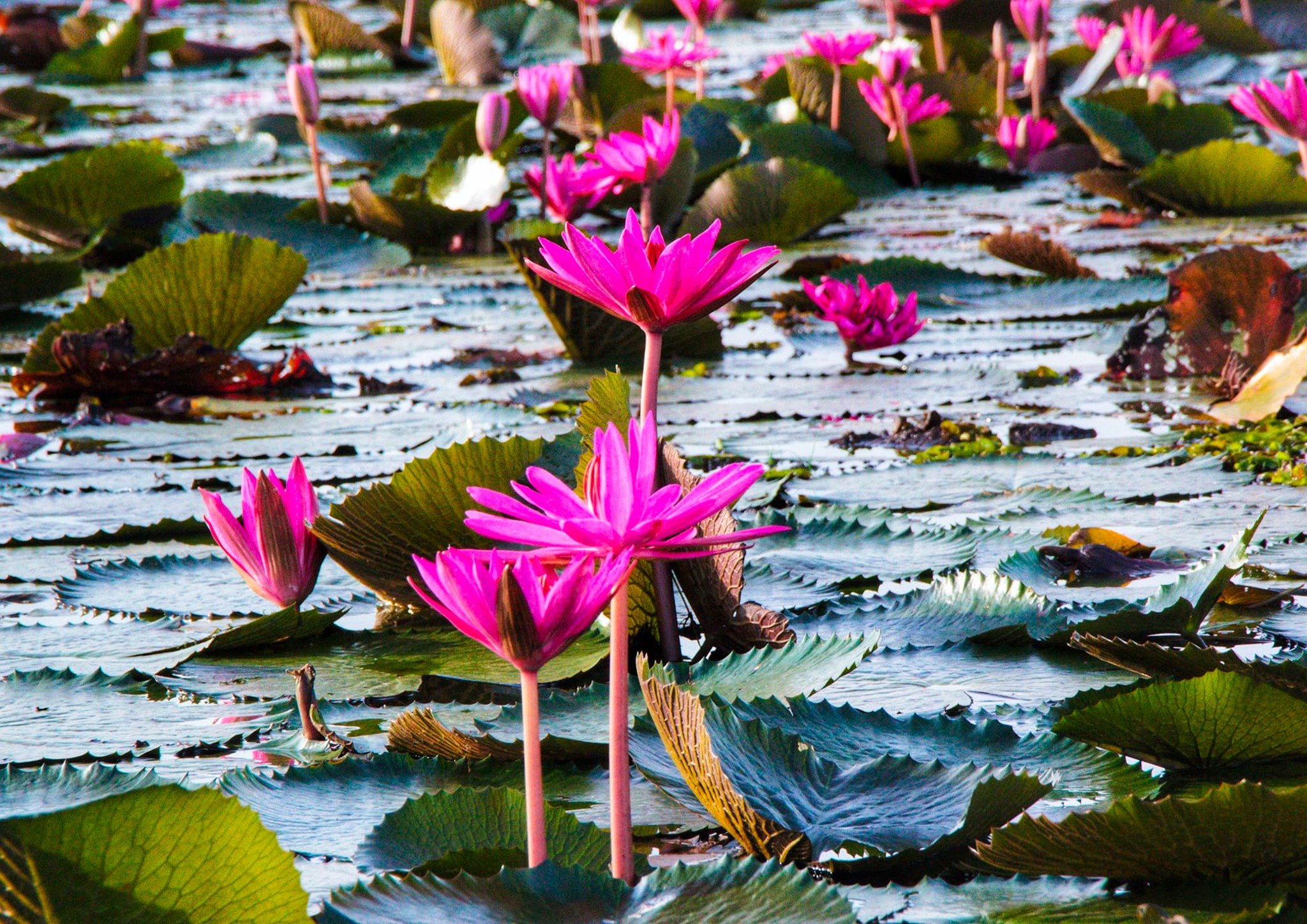 ฤดูหนาว “ทะเลบัวแดง” อุดรธานี บานสะพรั่งทั่วบึงบนพื้นที่กว่าหมื่นไร่ ฤดูหนาว “ทะเลบัวแดง” อุดรธานี บานสะพรั่งทั่วบึงบนพื้นที่กว่าหมื่นไร่