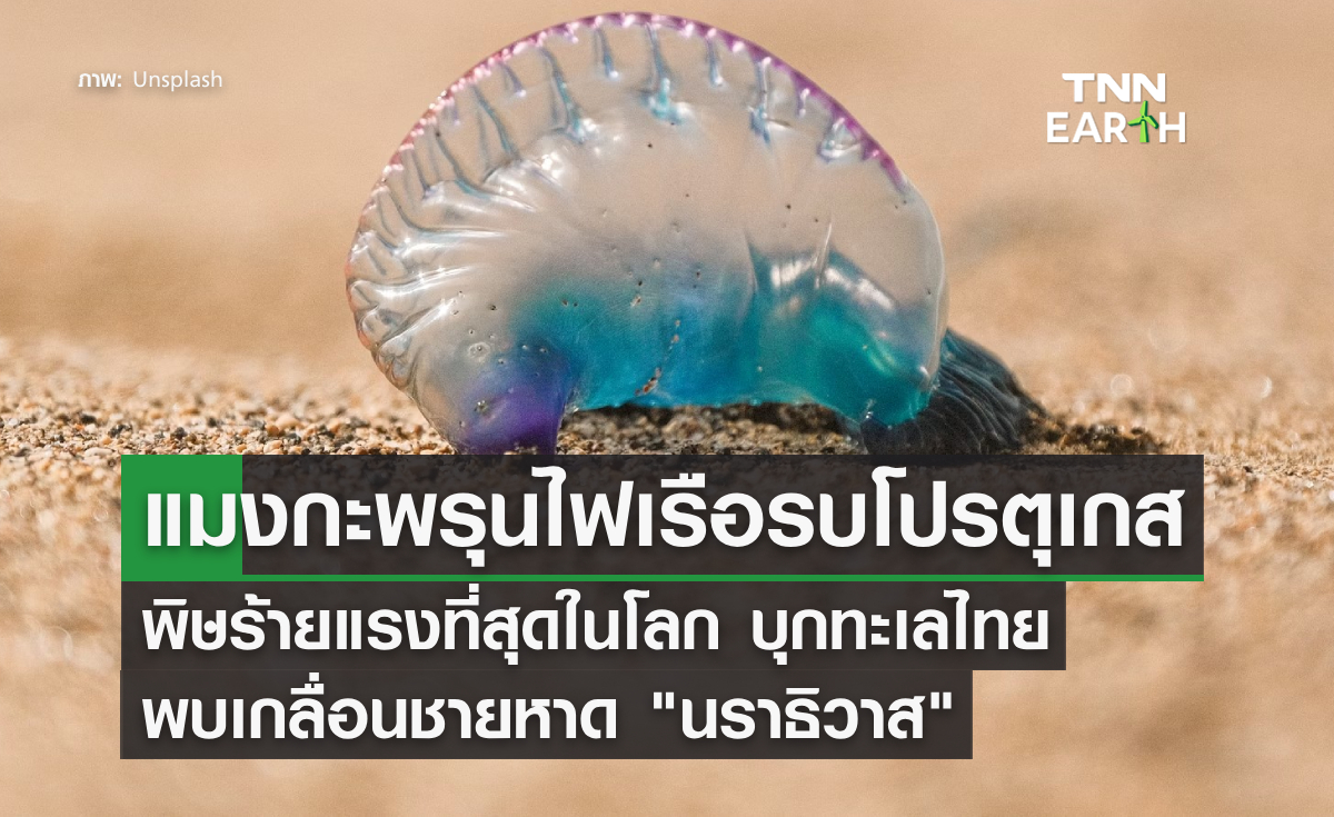 คลื่นลมแรงซัด "แมงกะพรุนไฟเรือรบโปรตุเกส" เกยหาดบ้านทอน