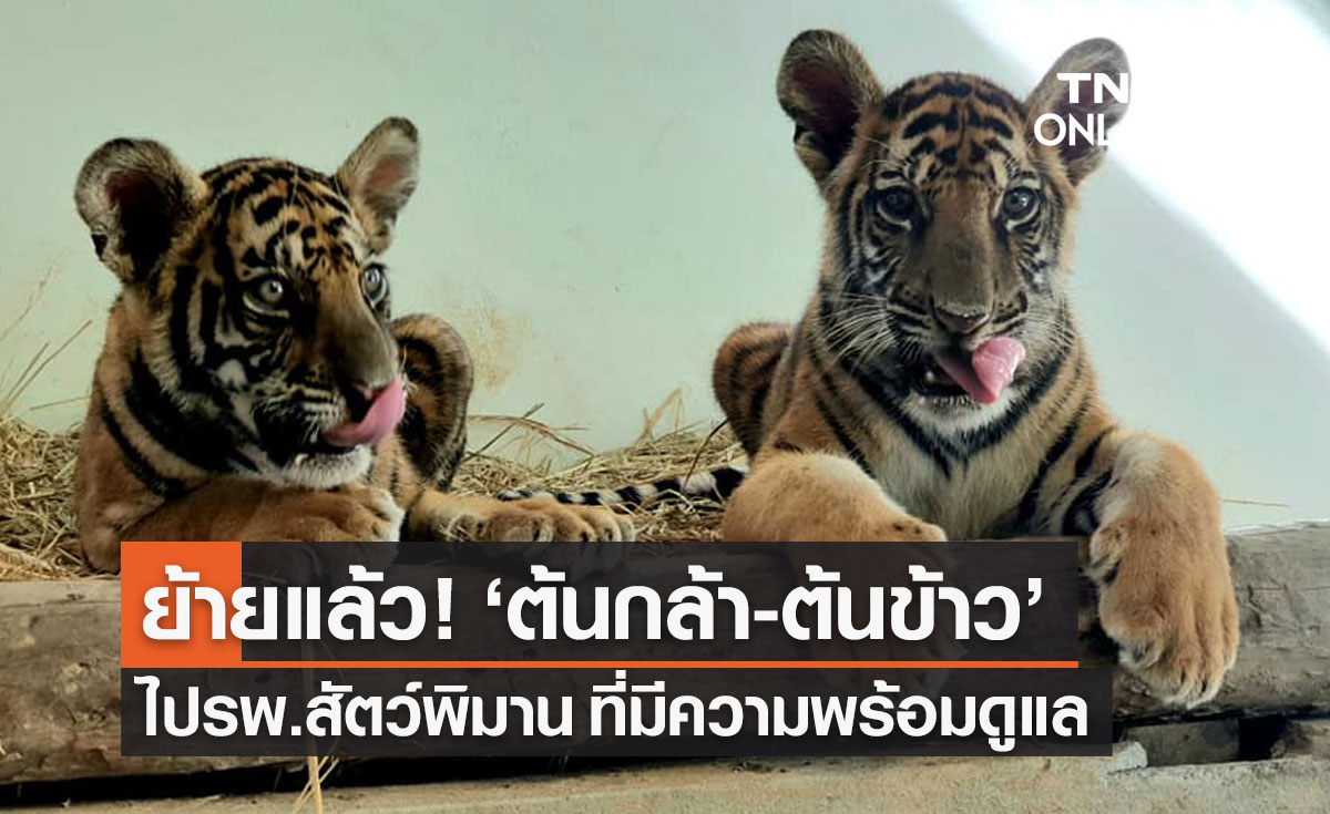 ย้ายลูกเสือโคร่ง "น้องต้นกล้า-น้องต้นข้าว" ไป รพ.สัตว์พิมาน ที่มีความพร้อมดูแล