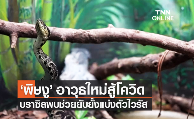 บราซิล เผยผลศึกษา "พิษงู" จาราราคัตสุ อาจช่วยต้านโควิด-19 ได้