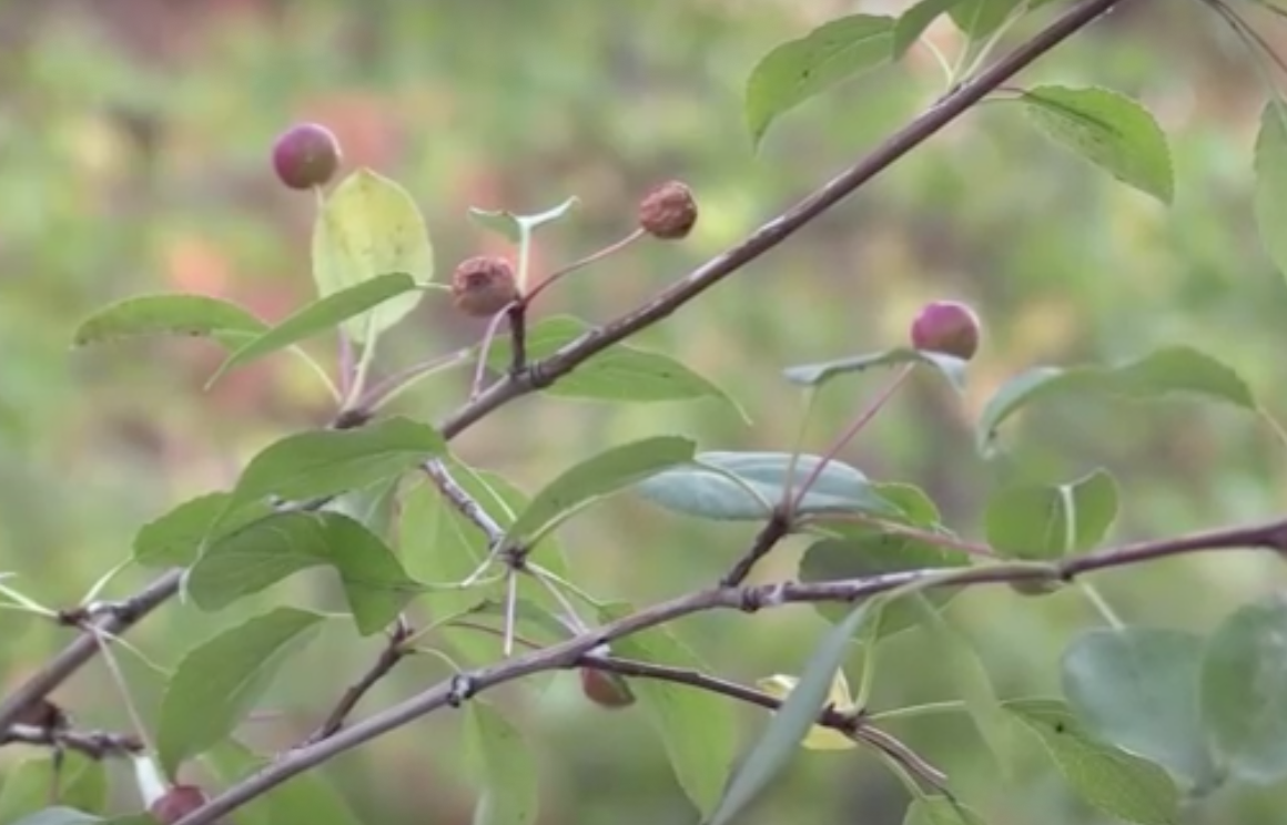 มุ้งมิ้ง! ชาวสวนรัสเซียปลูกแอปเปิ้ลจิ๋วลูกเท่าไข่มุก เหมาะกับอากาศไซบีเรีย 