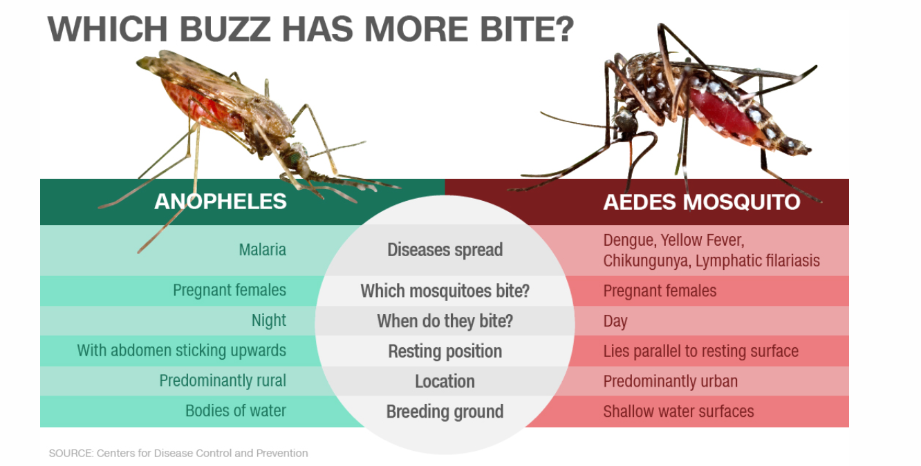 Oxitec เตรียมปล่อยยุงดัดแปลงพันธุกรรม หวังลดประชากรยุงป้องกันไข้เลือดออก