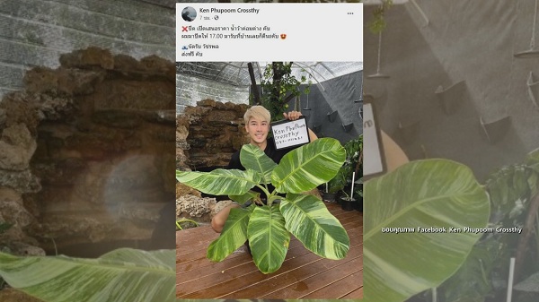 เคน ภูภูมิ เปิดประมูลกล้วยด่าง  ไม่กี่ชั่วโมงได้ราคาเกินแสน (มีคลิป) 