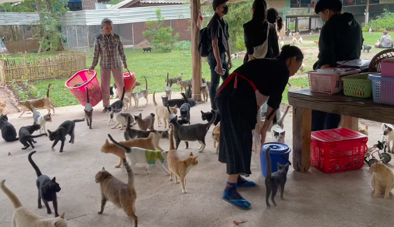 ทาสแมวปักหมุด! เปิดบ้าน ‘แคทคิงดอม’ แมวจร 1,600 ชีวิต เที่ยวชมฟรี