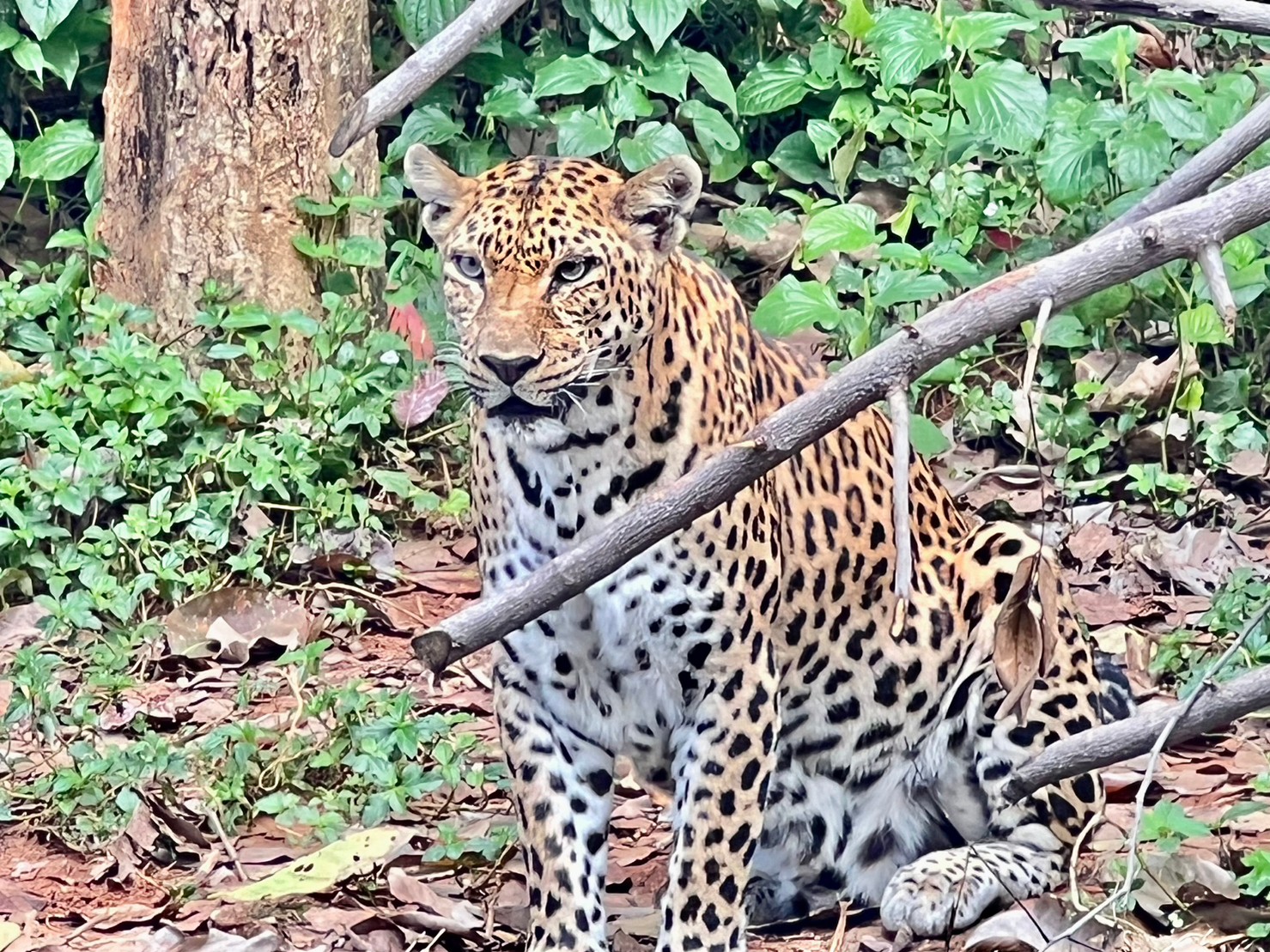 สวนสัตว์โคราช จัดกิจกรรมเสือดาวทายผลฟุตบอลโลก 2022 สวนสัตว์โคราช จัดกิจกรรมเสือดาวทายผลฟุตบอลโลก 2022