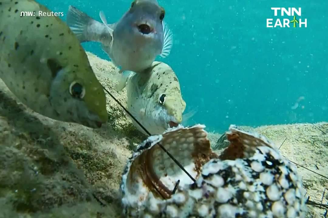 “ซิลิเอต” โรคระบาดกวาดล้าง “เม่นทะเล” กระทบแนวปะการัง ในทะเลแดง “ซิลิเอต” โรคระบาดกวาดล้าง “เม่นทะเล” กระทบแนวปะการัง ในทะเลแดง