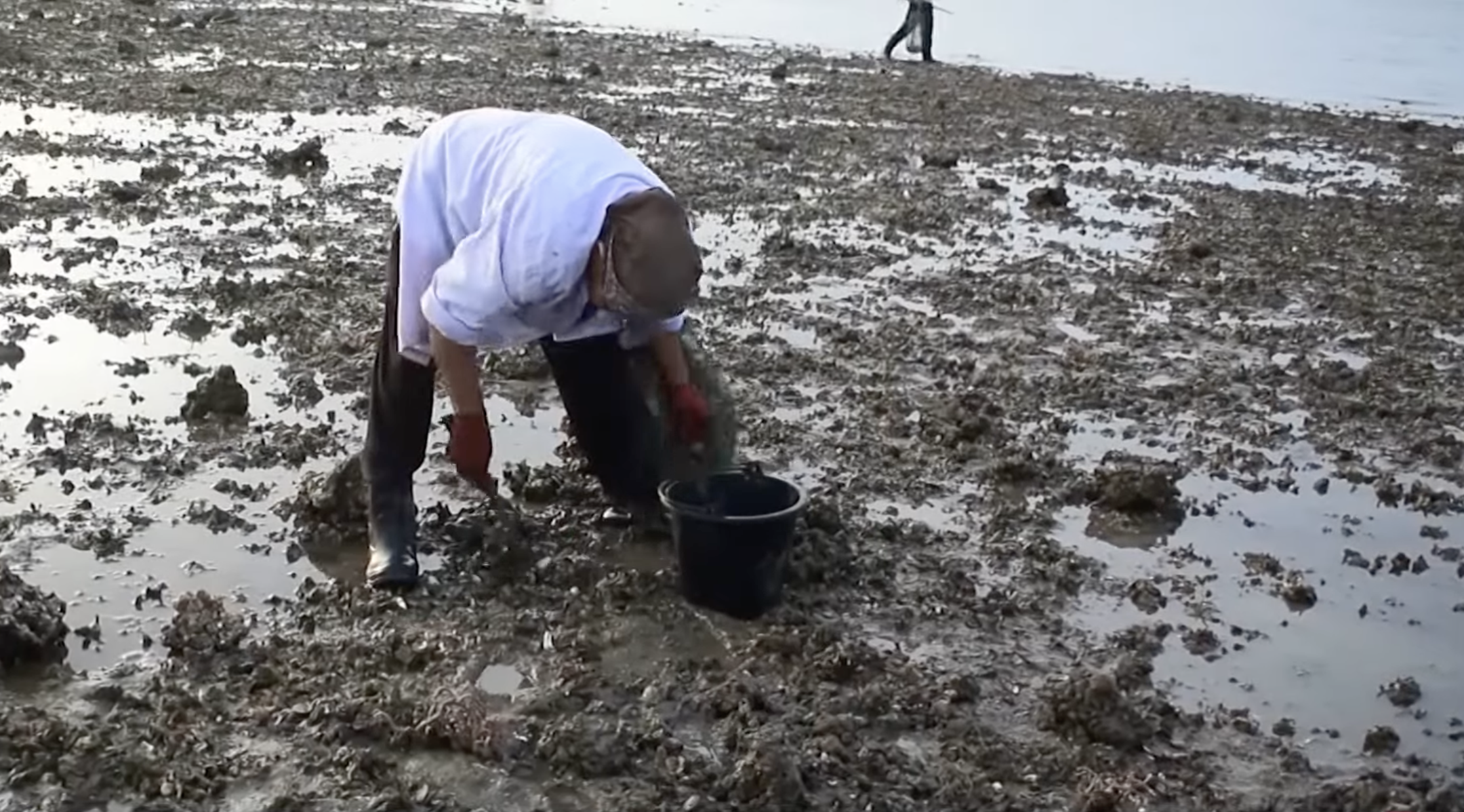 ชาวตรังแห่เก็บหอย ริมชายหาดสำราญ ชาวตรังแห่เก็บหอย ริมชายหาดสำราญ