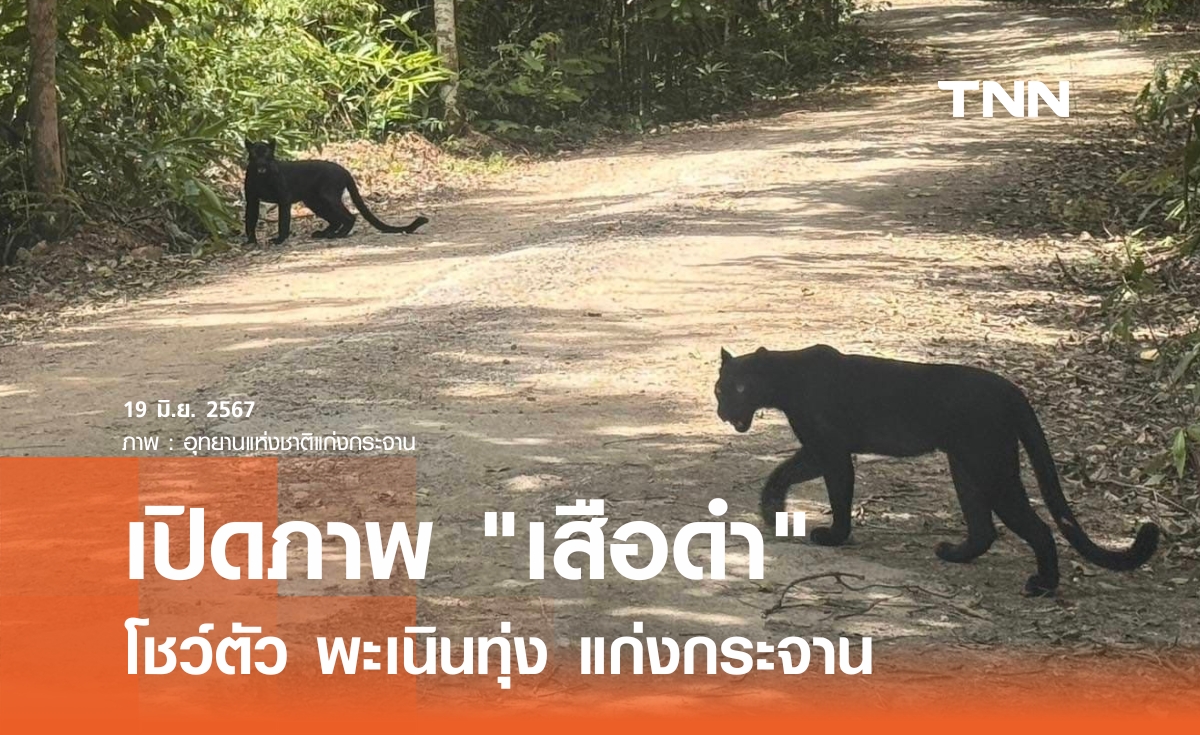 เปิดภาพ "เสือดำ" โชว์ตัว พะเนินทุ่ง แก่งกระจาน