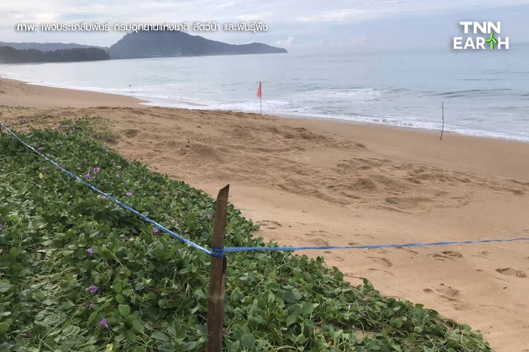 ข่าวดี! เต่ามะเฟืองวางไข่รังแรกของปี 108 ฟอง ที่หาดไม้ขาว จ.ภูเก็ต