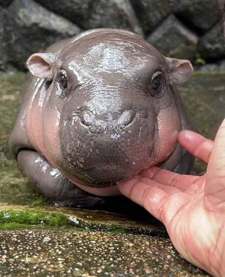 รู้จัก “หมูเด้ง” ลูกฮิปโปดาวสวนสัตว์เขาเขียว สวบพี่เลี้ยงจนกลายเป็นมีม รู้จัก “หมูเด้ง” ลูกฮิปโปดาวสวนสัตว์เขาเขียว สวบพี่เลี้ยงจนกลายเป็นมีม