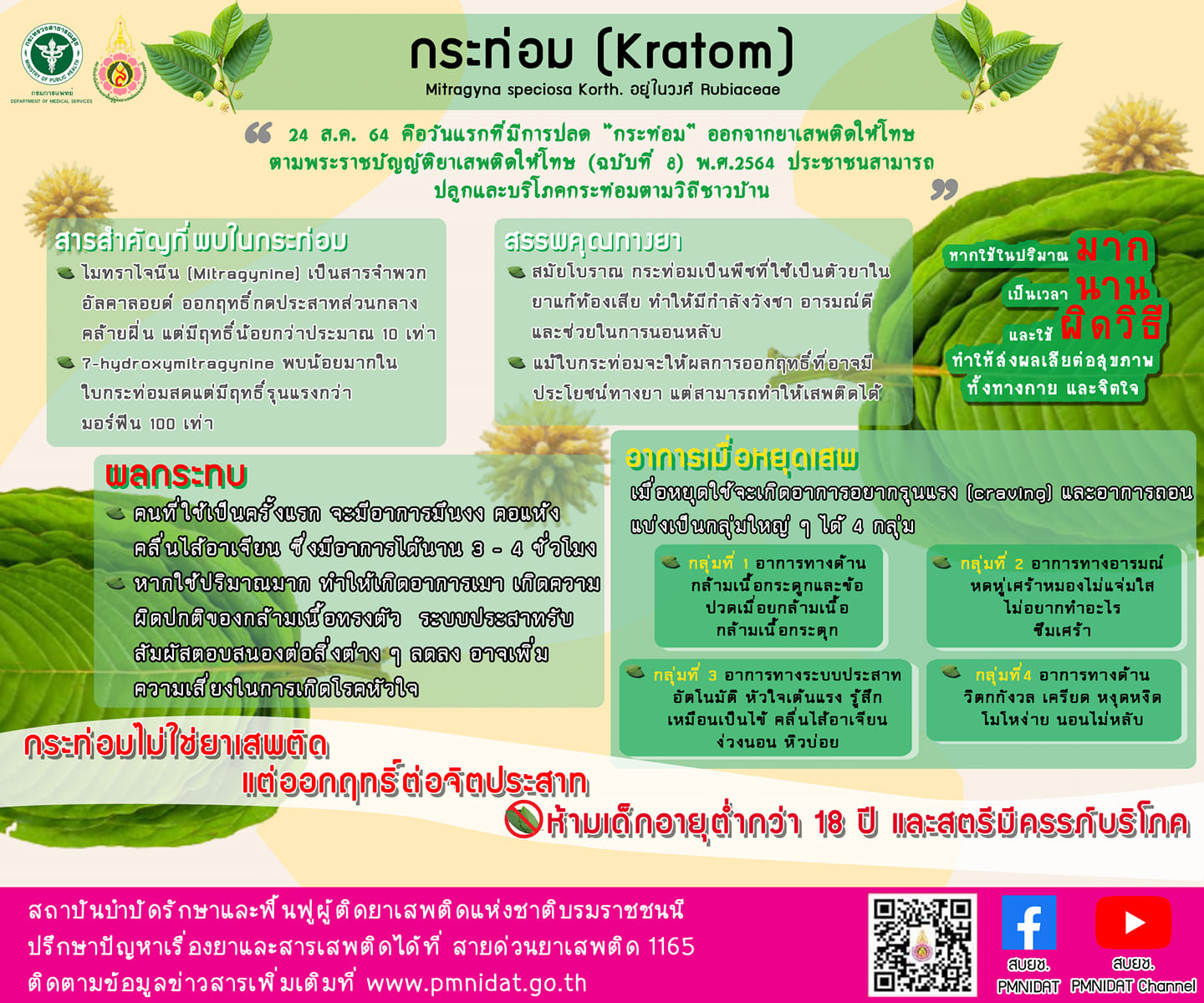 เตือนกระท่อมกินให้พอดีมีประโยชน์ทางยา กินเกินขนาดระวังผลเสียต่อร่างกาย