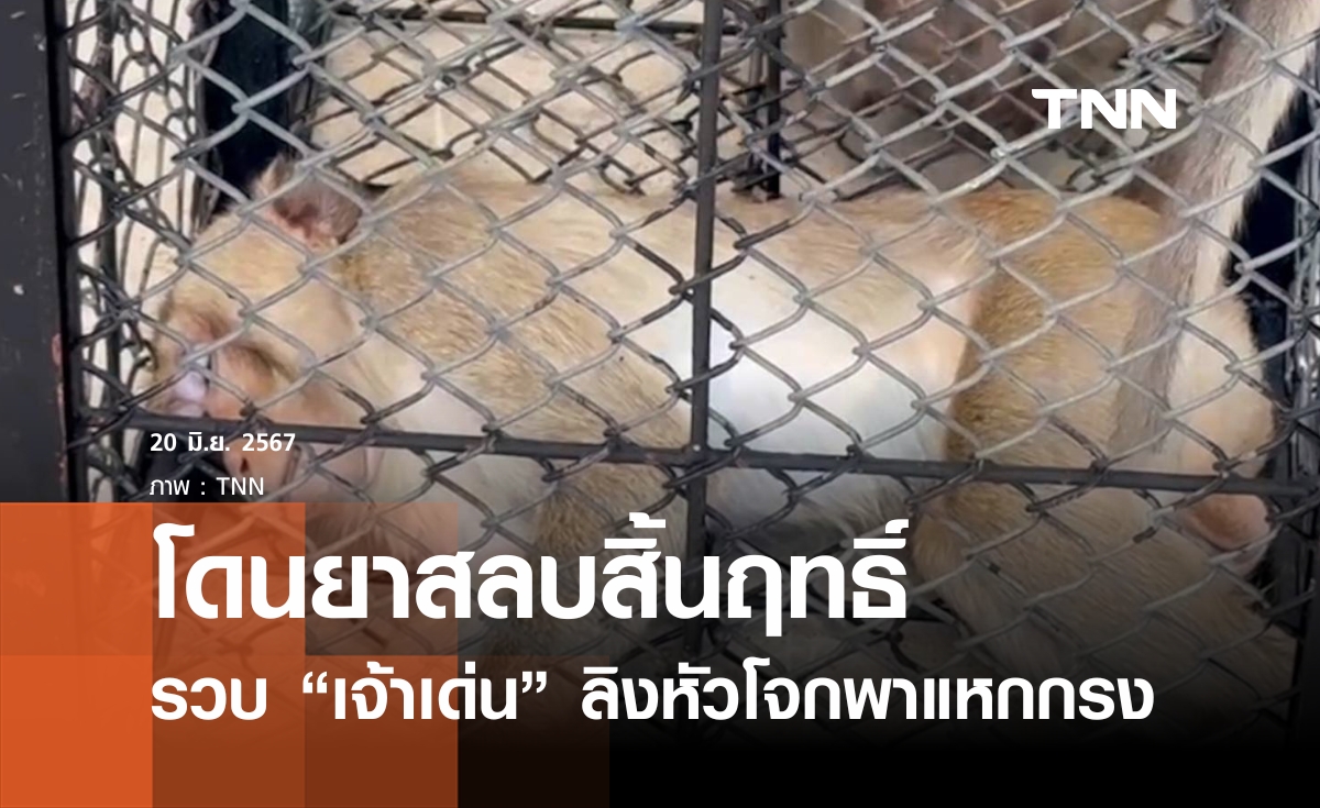 รวบ "เจ้าเด่น" ลิงหัวโจกพาแหกกรงหนี 