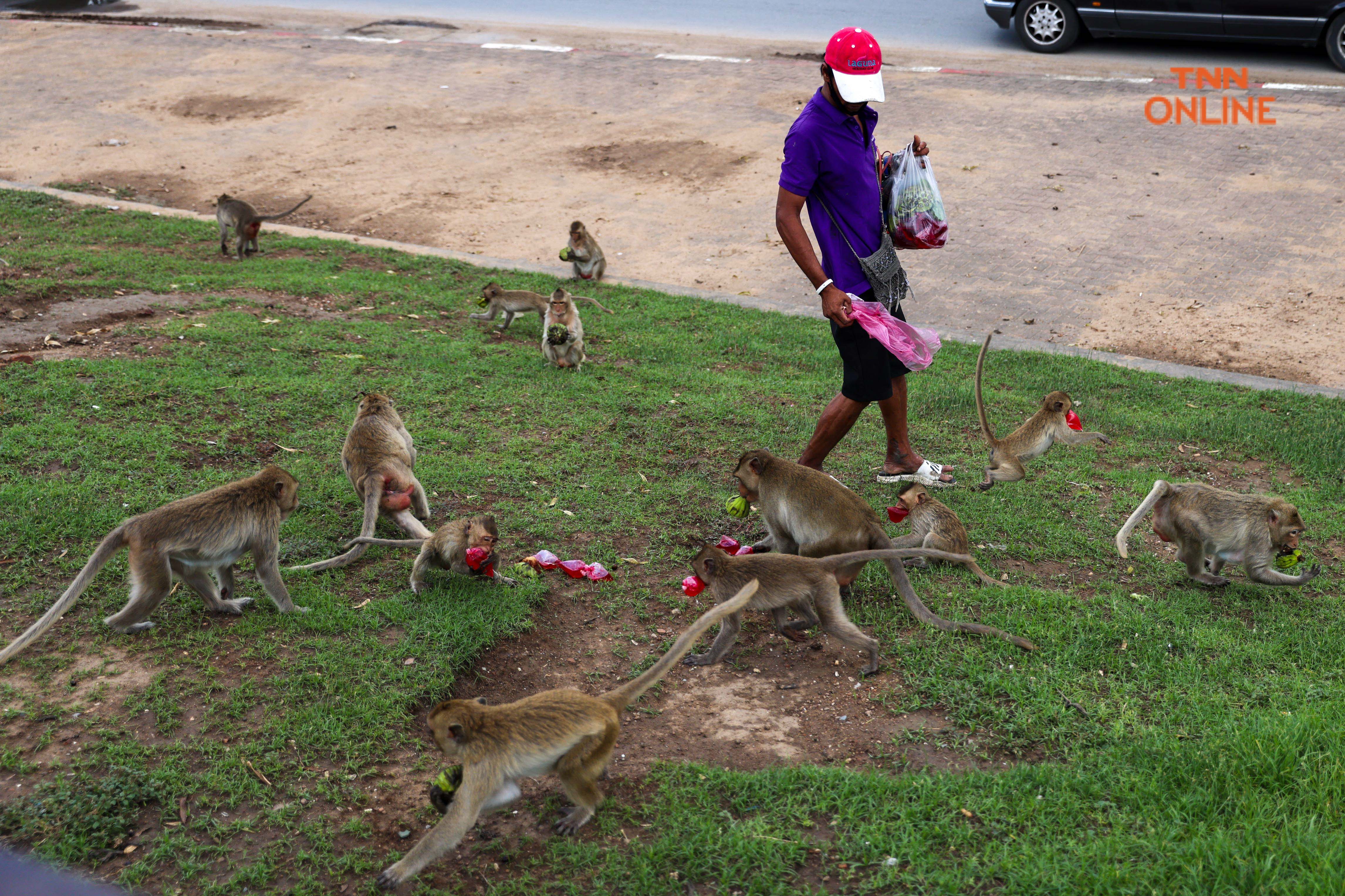 ลิงเมืองเก่าลพบุรี แซบ ซน ตื่นตาแก่ผู้มาเยือน