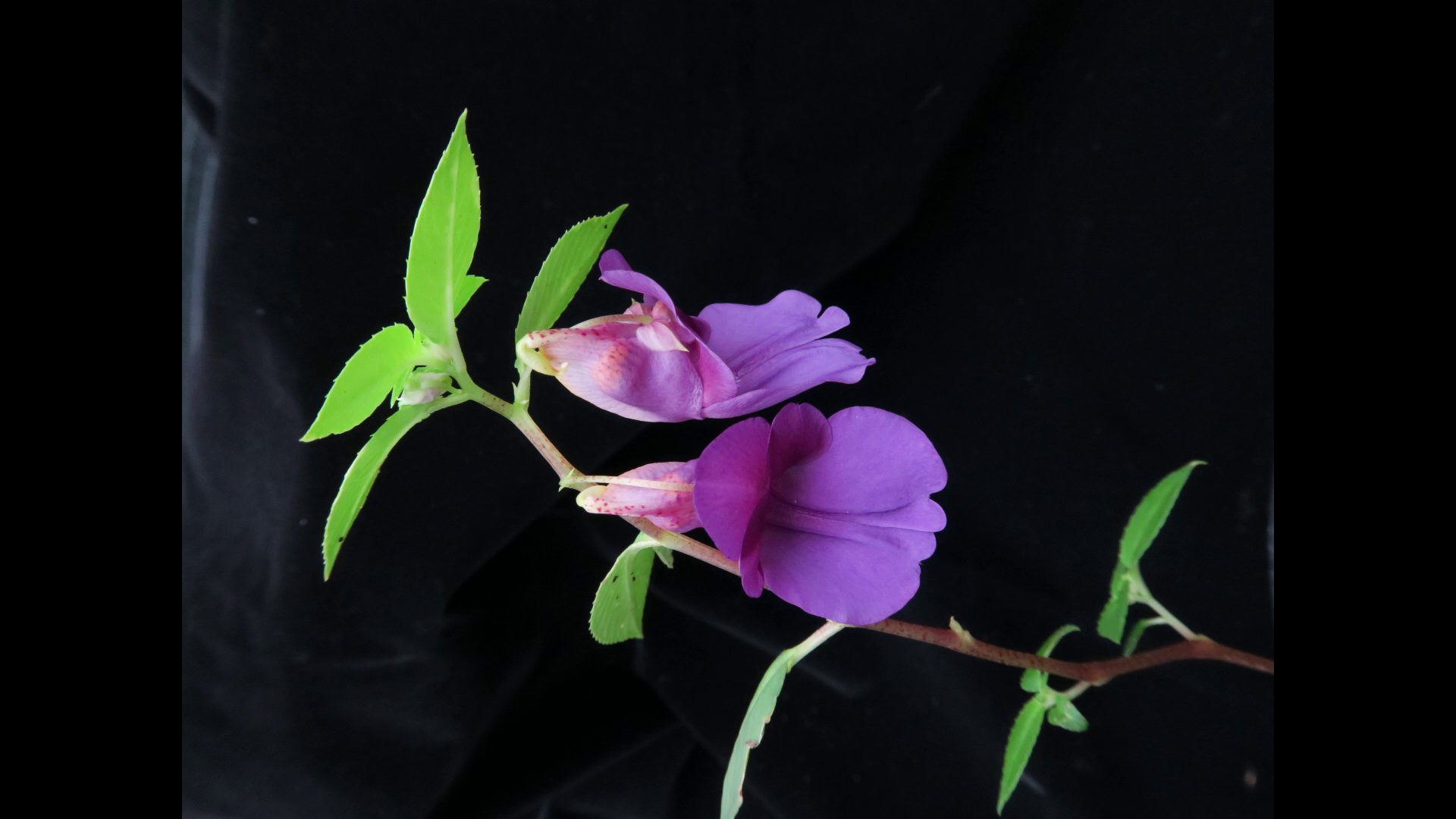 นักพฤกษศาสตร์ไทยพบ “พืชสกุลเทียน” 20 ชนิดและ 1 สายพันธุ์ใหม่ของโลก นักพฤกษศาสตร์ไทยพบ “พืชสกุลเทียน” 20 ชนิดและ 1 สายพันธุ์ใหม่ของโลก