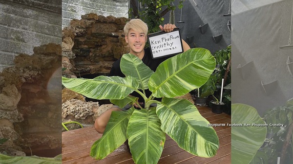 เคน ภูภูมิ เปิดประมูลกล้วยด่าง  ไม่กี่ชั่วโมงได้ราคาเกินแสน (มีคลิป) 