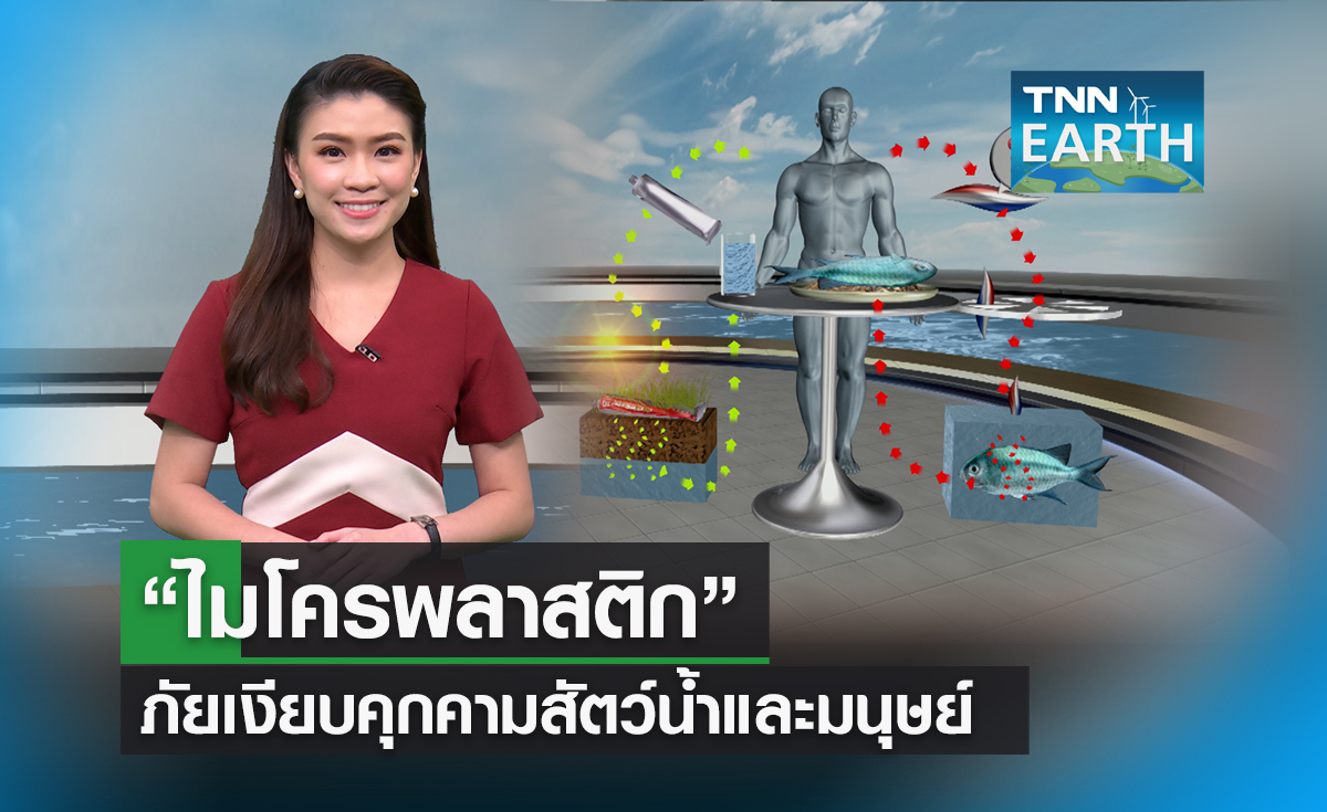 “ไมโครพลาสติก” ภัยเงียบคุกคามสัตว์น้ำและมนุษย์