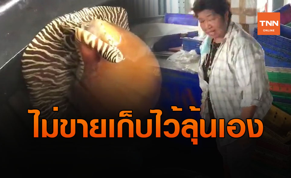 "มุกเมโล"กระแสแรง! หอยกระโจงโดง ไม่มีขายแม่ค้าเก็บไว้ลุ้นเอง