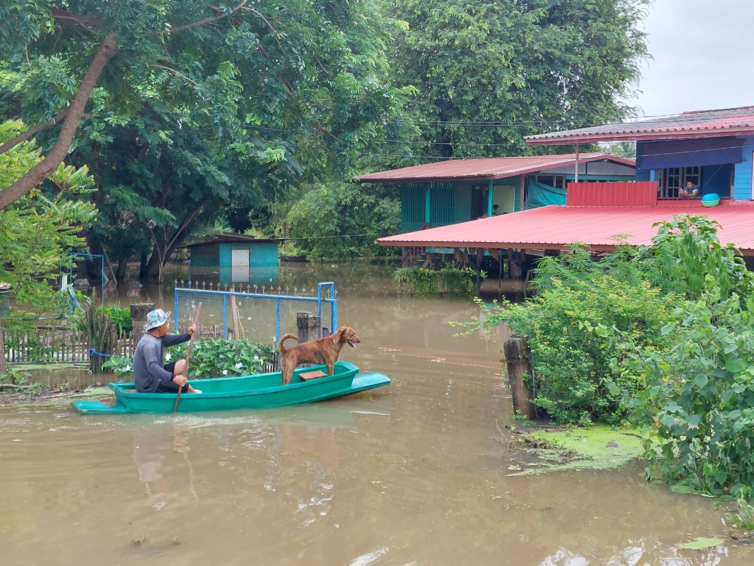 เขื่อนเจ้าพระยา ระบายน้ำเพิ่ม! ชาวชัยนาทน้ำท่วมบางจุดสูงกว่า 1 เมตรแล้ว